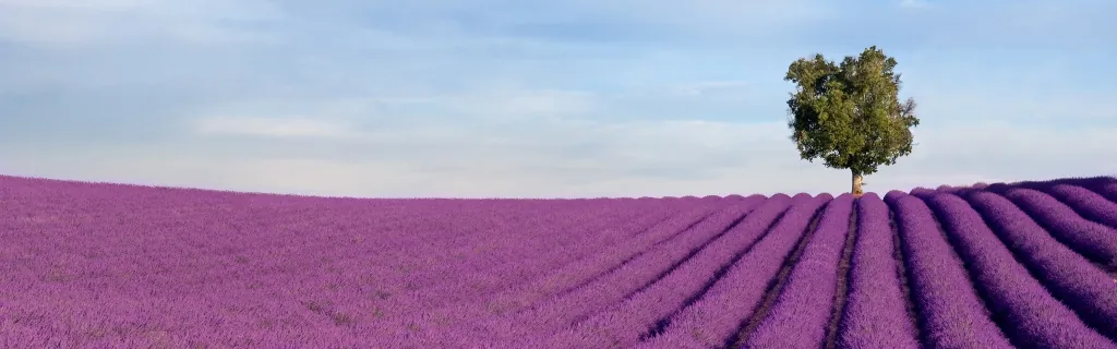Lavandes in Provence Alpes Côtes d'Azur